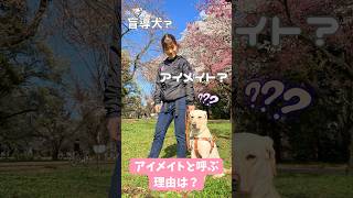なぜ「アイメイト」と呼ぶの？【公式】公益財団法人アイメイト協会 #shorts #アイメイト #盲導犬