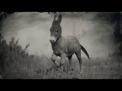 RED DEAD REDEMPTION 2 - COMO ENCONTRAR O BURRINHO