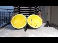 Ice Cream Rolls With Fresh Yellow Watermelon