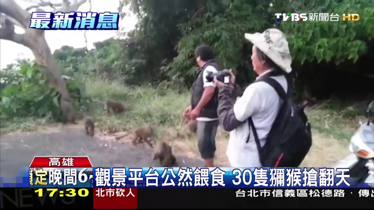 尖叫搶麵包! 直擊男子柴山違法餵食獼猴