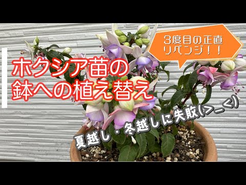 園芸 鉢植えのフクシアを越冬させる方法は?