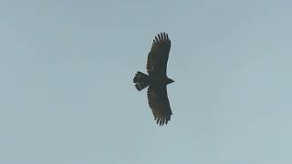 Raptor migration at Khao Dinso 2022