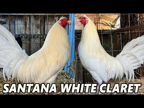 Pure White Claret Warhorse SANTANA FARM - Beautiful Birds Farm Visit