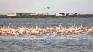 151116 Quan i on veure ocells a Catalunya