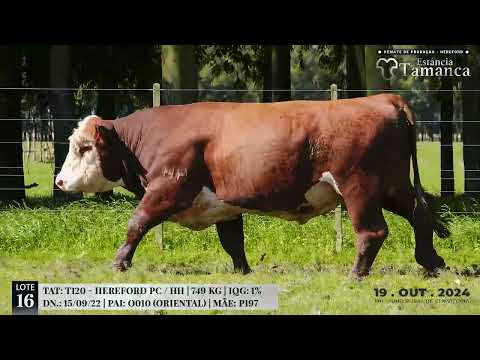 LOTE 16 TAT T120 Remate de Produção Hereford Estância Tamanca, 19 de Out 2024   TV EL Campo