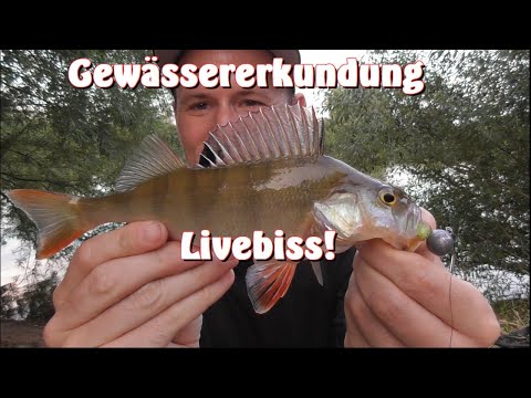 Unterwegs an der Aller / Spinnfischen am neuen Gewässer
