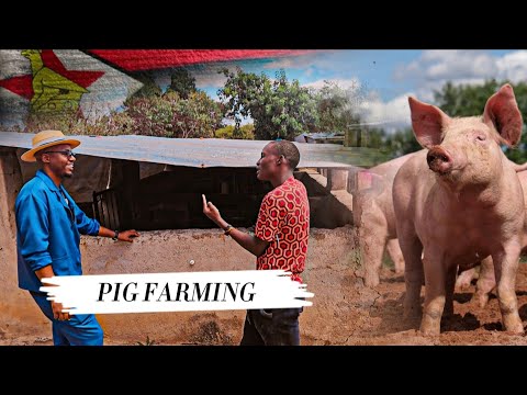 How Two Brothers Became Successful Pig Farmers in Zimbabwe Africa
