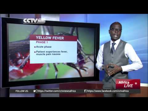 What we need to know about the yellow fever