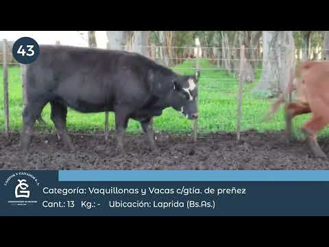 Lote Vq CGP - Laprida Bs As