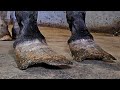 These Hooves Were In Terrible Condition How Can People Let This Happen Satisfying Restoration