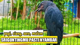 Download lagu SRIGUNTING ABU ABU GACOR NGAMUK MENCARI LAWAN Paling Ampuh Bikin Srigunting Bahan IKUT GACOR mp3