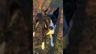 Video preview image #1 Border Collie Puppy For Sale in Cookeville, TN, USA