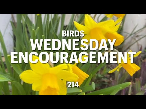 Wed. Encouragement: Birds