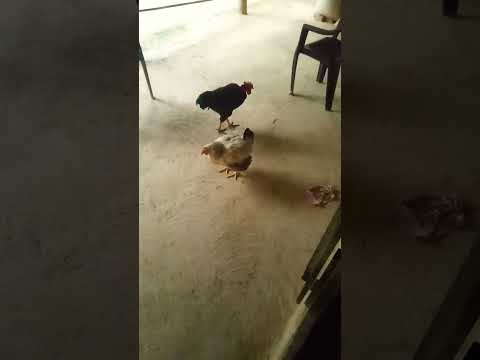 cocks video shorts amazing