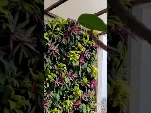 Munia bird nest in vertical garden