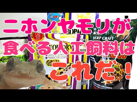 ヤモリは何を食べるの?