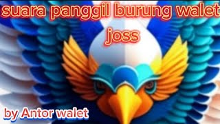 Download lagu Suara panggil burung walet mp3
