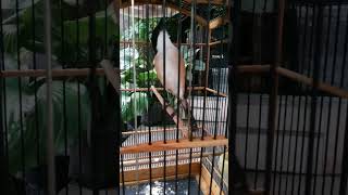 Download lagu Cendet isian Lovebird mp3