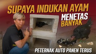Download lagu CARA INDUKAN AYAM SUPAYA MENETASKAN ANAK BANYAK mp3