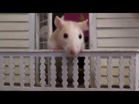Video thumbnail for Sunny the Rat Is a Hero