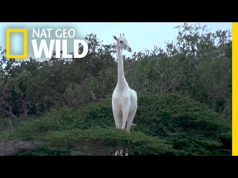 希少な白いキリンのペアを参照してください。 (See a Pair of Rare White Giraffes | Nat Geo Wild)