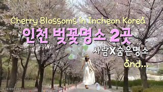 4K인천  독사진 편히 찍을수 있는 숨은벚꽃명소와 늘 안산인해인 가장 유명한 벚꽃명소 2곳을 함께 감상해 보아요/Cherry Blossoms in incheon korea