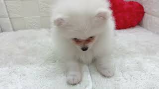 ポメラニアンの動画01