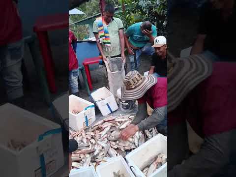 Repartición 🐟🐠🎣 Vereda Palmitas Ituango Antioquia 🐠🐟 Subienda de pescado en el río cauca