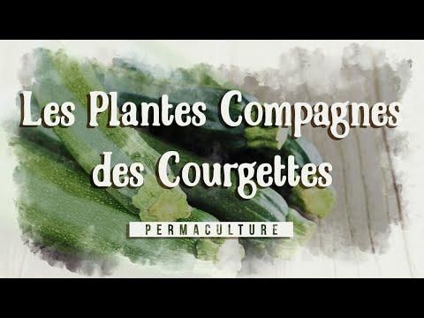 , title : '🥒 Les plantes compagnes des courgettes 🥒 : #permaculture'