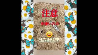 Download lagu 【ふすま交換必須】虫苦手注意⚠️ゴミムシダマシ増えた〜環境整備で生活に変化！#short #ミルワーム#ふすま mp3
