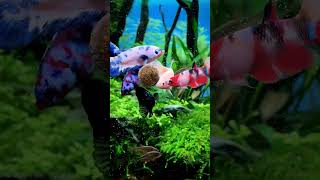Download lagu Akuarium ikan betta || akuarium komunitas untuk ikan betta betina #viral #youtubeshorts #shorts #bettafish mp3