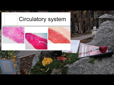 14.Circulatory system (histology lecture)