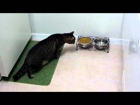 Cat scared of food bowls