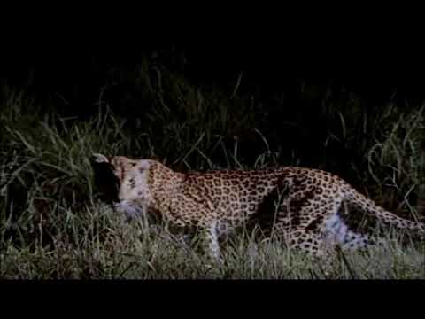 Leopardos al acecho National Geographic