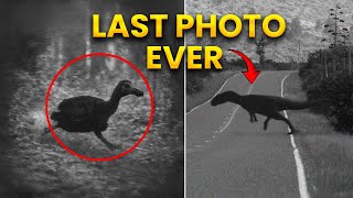 28 Last Photos of Extinct Animals | Full Series