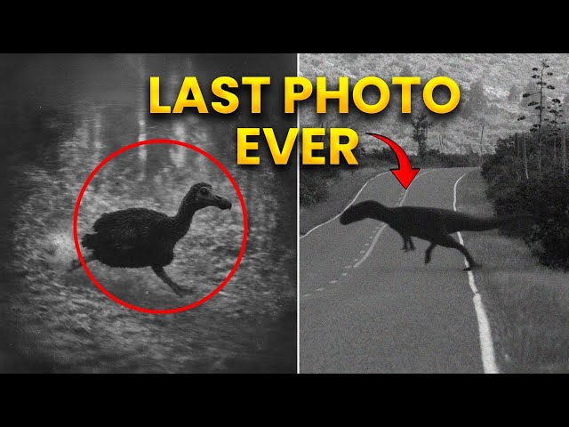 28 Last Photos of Extinct Animals | Full Series SDDEFAULT Thumbnail