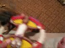 Видео о товаре Dog Toy Rings, летающее кольцо «Угонись за белкой» / Kitty City (США)