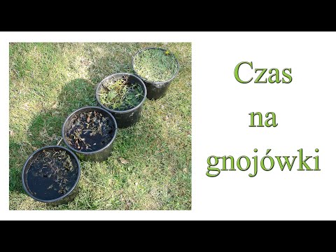 Ogrodowe pierdamony 93 - Gnojówki-początek sezonu