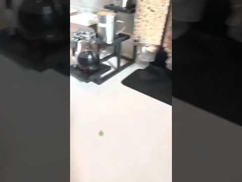 Best Western Plus Hotel eating breakfast  🍳 🥞🧇🧈🥓🥚🍊🍎