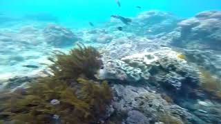 preview picture of video 'Wallpoint tempat snorkeling yang indah..dan berbagai jenis ikan yg indah'