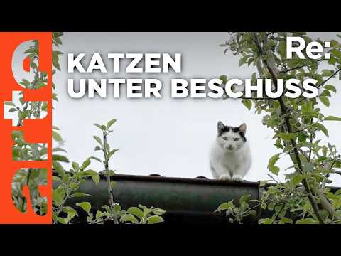 Jagd auf Katzen? | ARTE Re:
