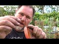 What Happens When You Put Copper Wire Through a Tomato Stem?