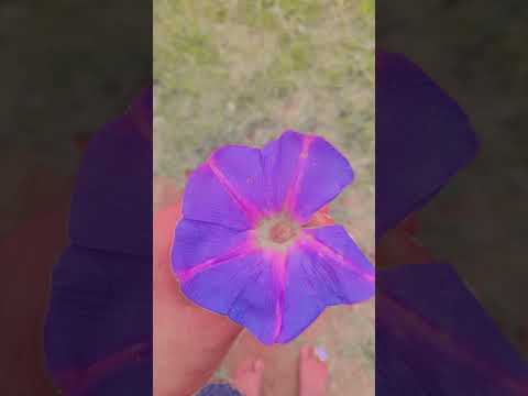 purple vibe#nightdrift#murasaki #nature #kids #beauty #beautiful #colors #iridescentpurple #cool