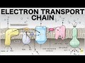 Electron Transport Chain Oxidative Phosphorylation