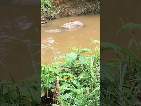Rio Mororó, em Jaru…#Jaru #Rondônia #RioMossoró #NorteDoBrasil