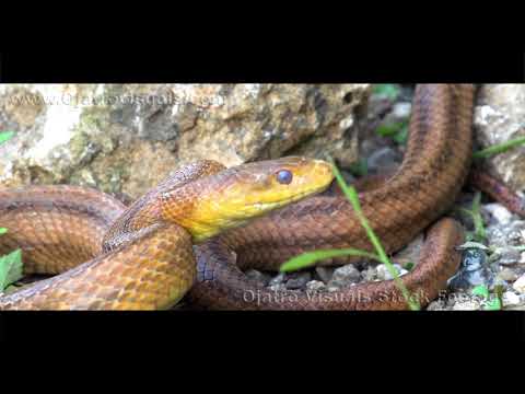 Indigo Stalks Rat Snake 01 Footage