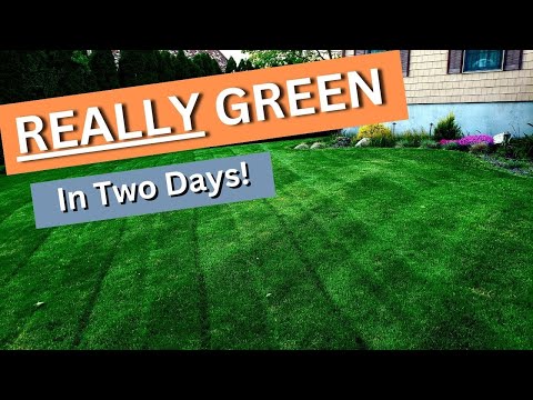 How to get a REALLY GREEN lawn with a Double Dark application from NEXT liquid products. Episode 7