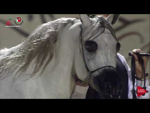 N 233 D NAMAR   UAE Nationals 2019