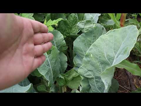 2022 Late Spring Garden Tour (Part 2 of 2) -- Southern California Urban Garden