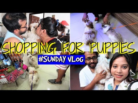 My Busy Sunday Vlog | Sunday Outing With Pets | Shopping For Our Puppies Vlog Video